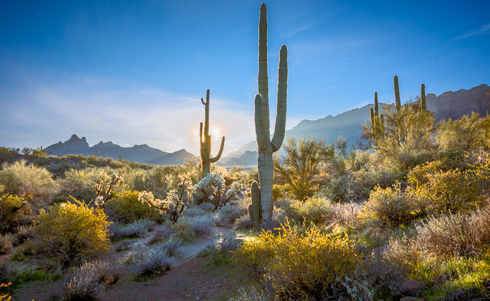 Arizona Desert