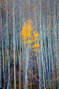 Aspens
