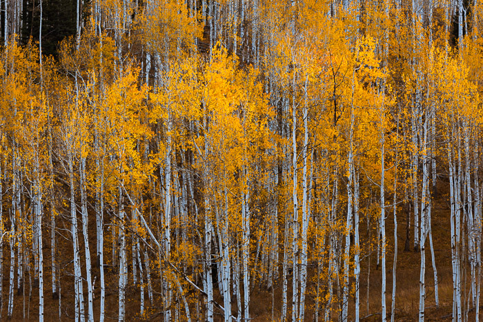 Twilight. Crested Butte, Colorado.