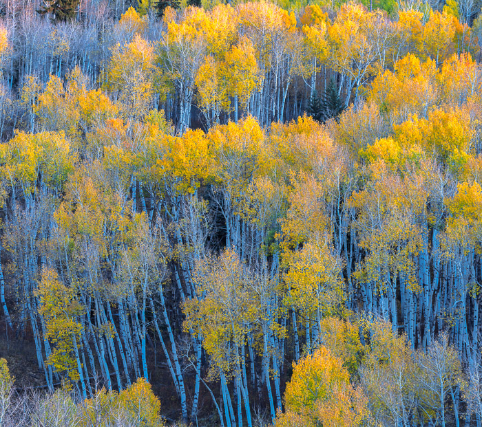 Crested Butte