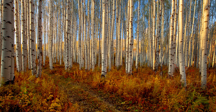 Sunset casts its spell on this high country forest in the Colorado Rocky Mountains