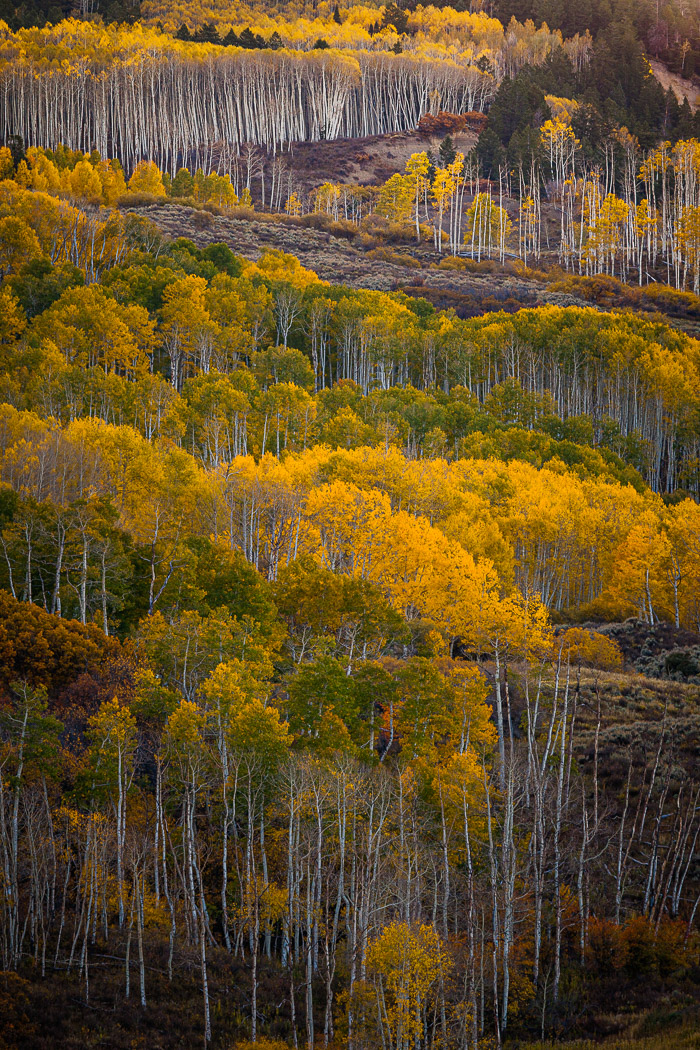 Aspens blanket the Little Cimmaron in the Colorado Rocky Mountains