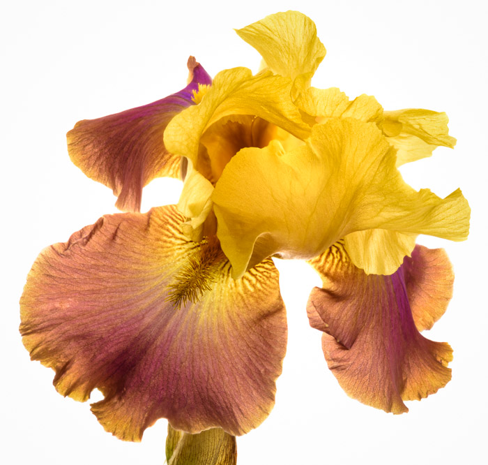 Irises