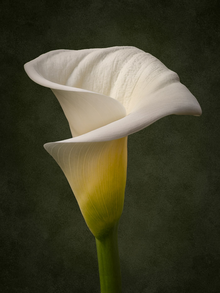 Calla Lilly