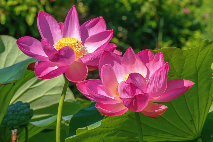 Lotuses