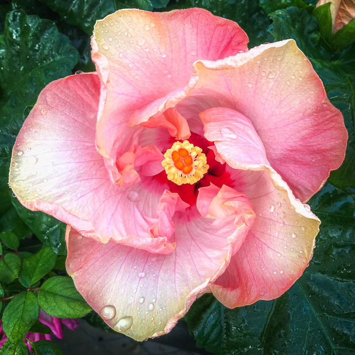 Miscellaneous Flowers