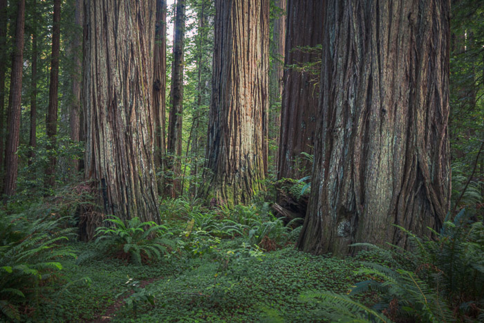 Redwoods