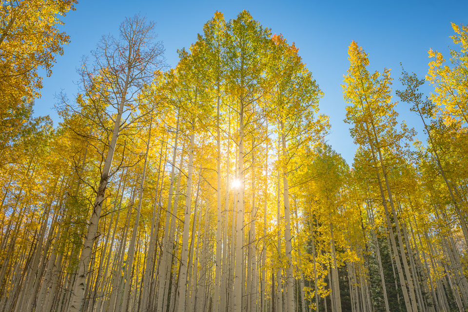 Crested Butte