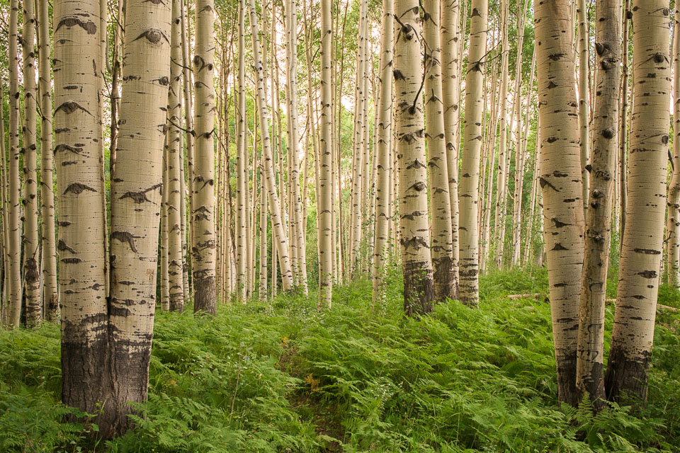 Crested Butte