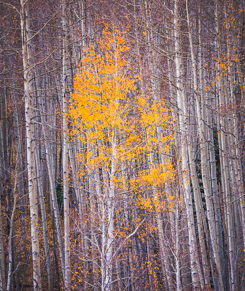 Crested Butte