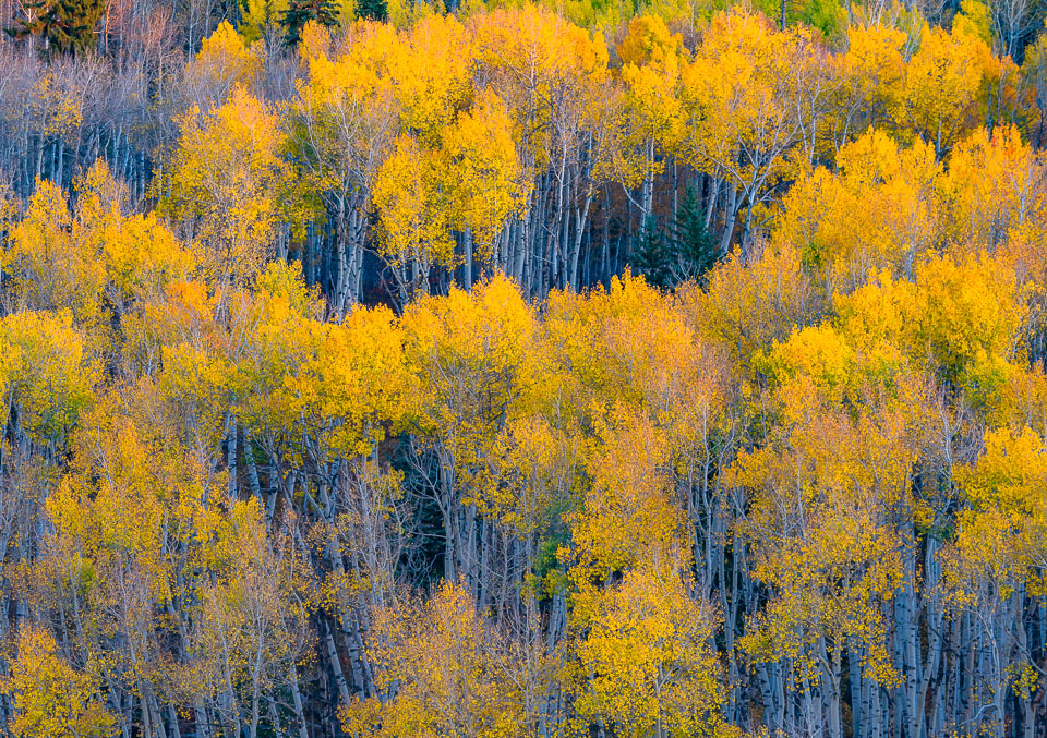 Crested Butte