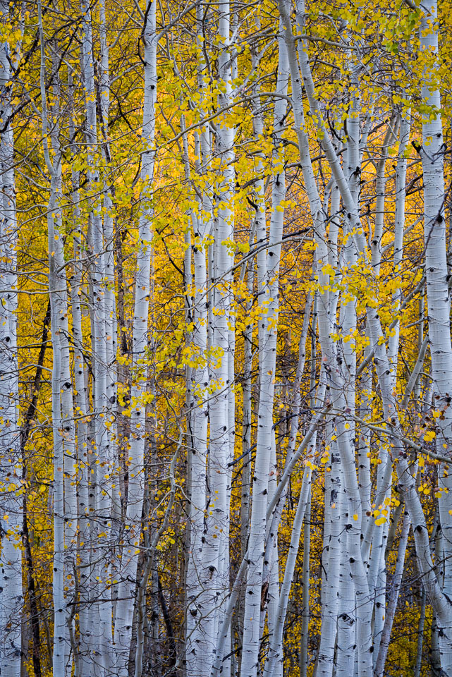 Crested Butte