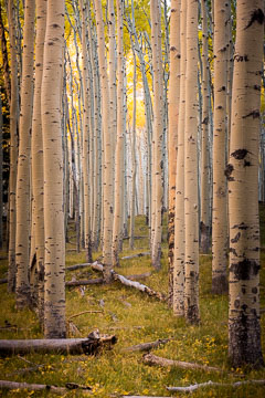 Aspens