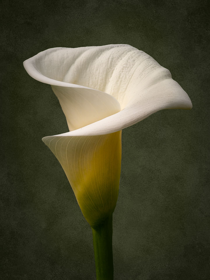 Calla Lilly