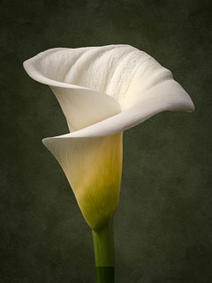 Calla Lilly