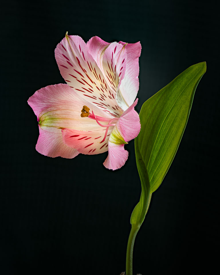 Alstroemeria