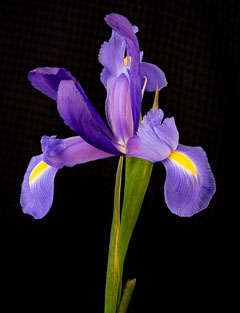 Iris