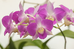 Orchids