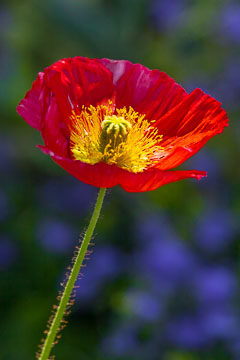 Poppies