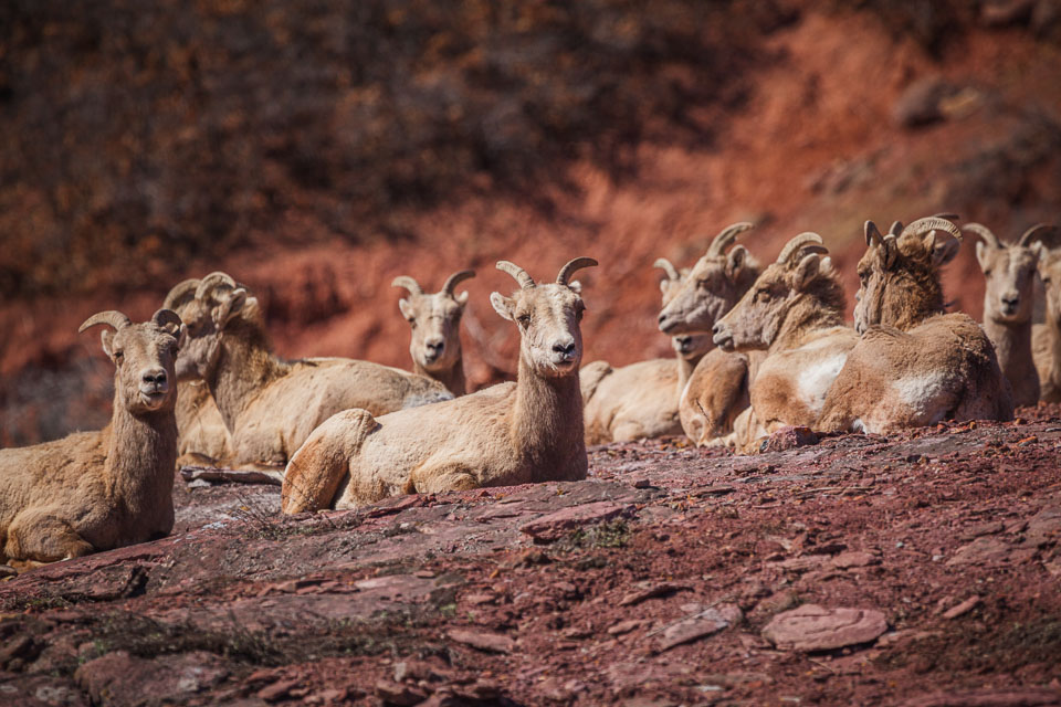 Mountain goats near Ouray. Colorado Rocky Mountains.