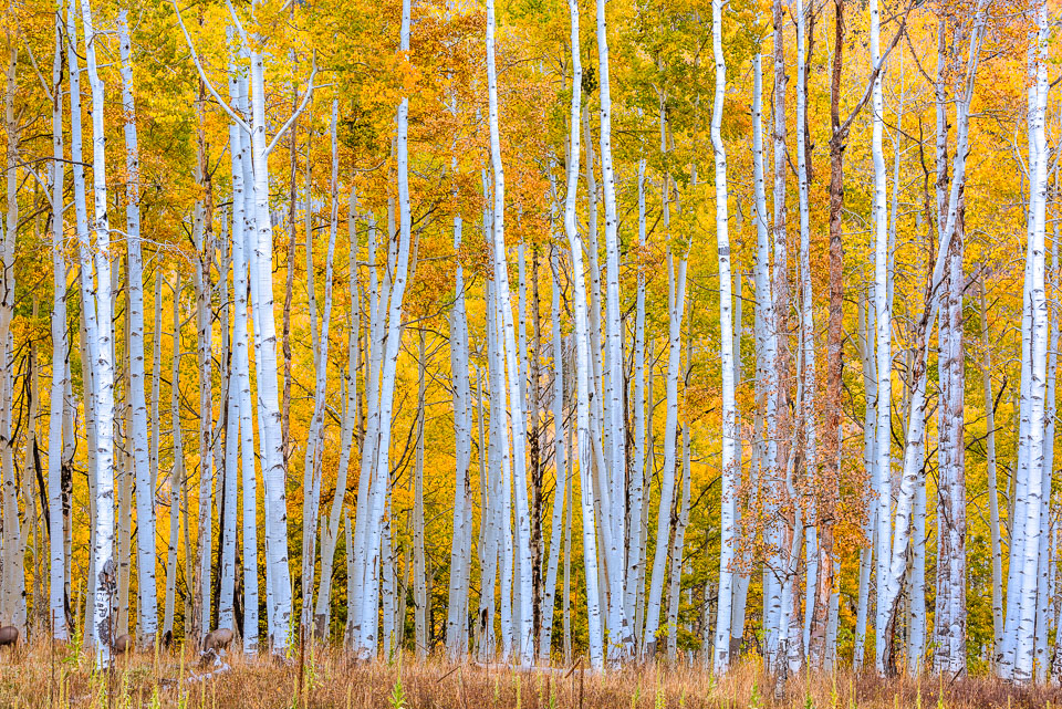 Crested Butte