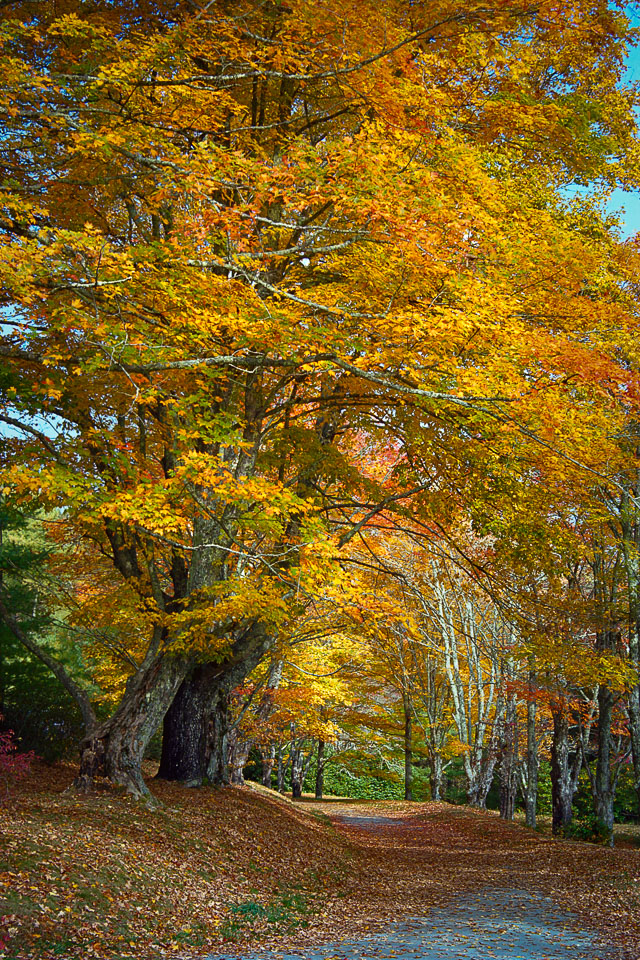 Bass Lake Trail