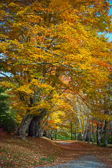 Bass Lake Trail