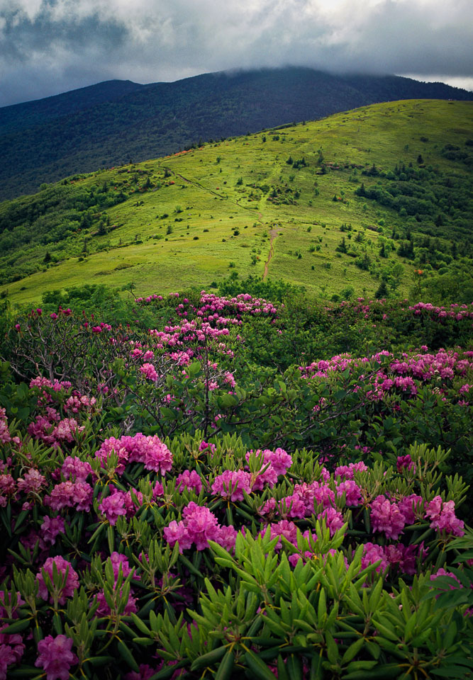 Roan Mountain