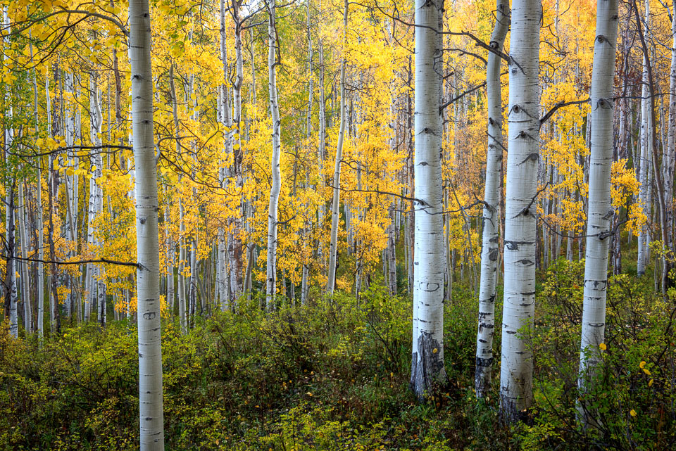 Crested Butte