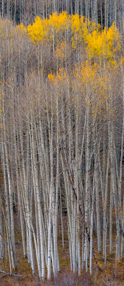 Crested Butte