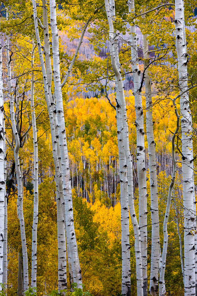 Crested Butte