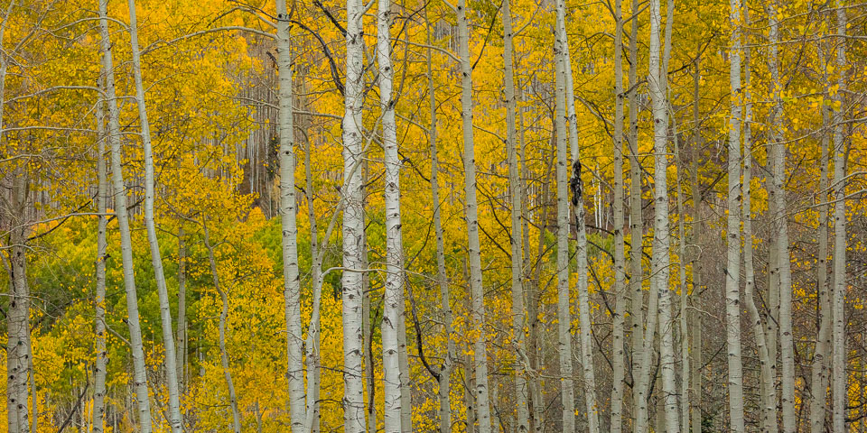 Crested Butte