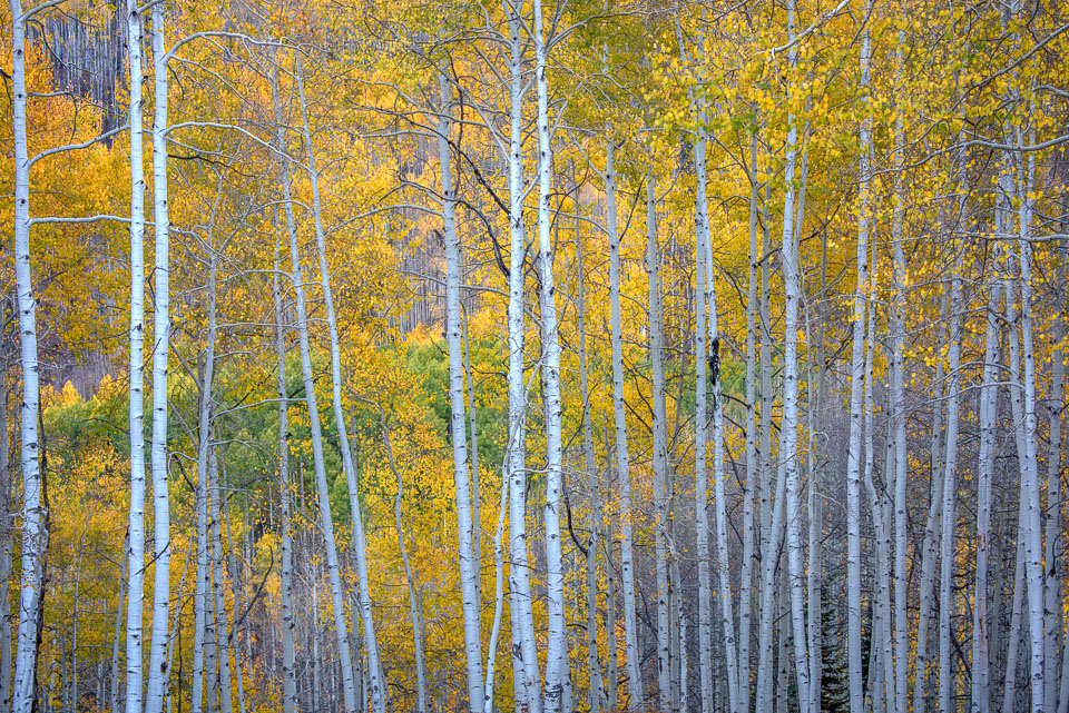 Crested Butte