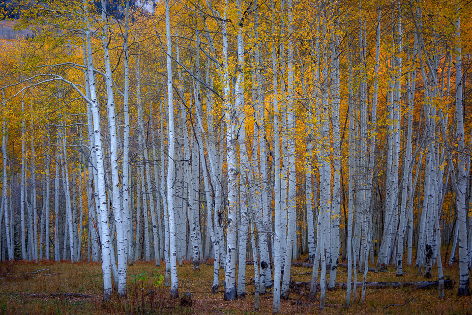 Crested Butte