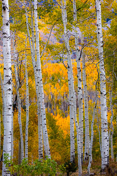 Crested Butte