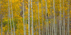 Crested Butte