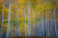 Crested Butte