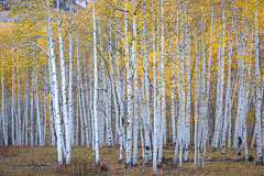 Crested Butte