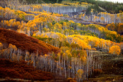 Aspens blanket the Little Cimmaron in the Colorado Rocky Mountains