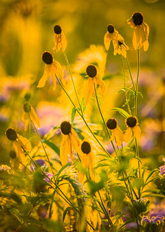 Flowers and Closeups Flowers and Closeups