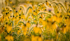 Flowers and Closeups