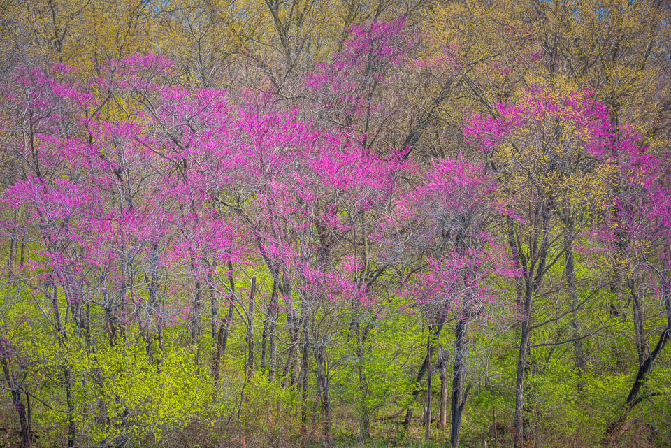 Redbuds blossoming