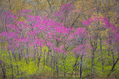 Redbuds blossoming