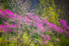 Iowa Spring Scenes