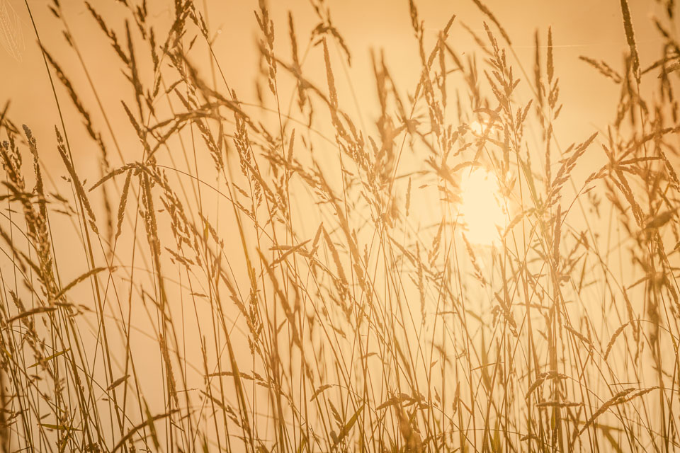 Grasses with sun reflecting off Reservoir 1