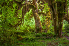 Oregon and Washington Coast