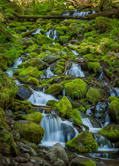 Oregon and Washington Coast