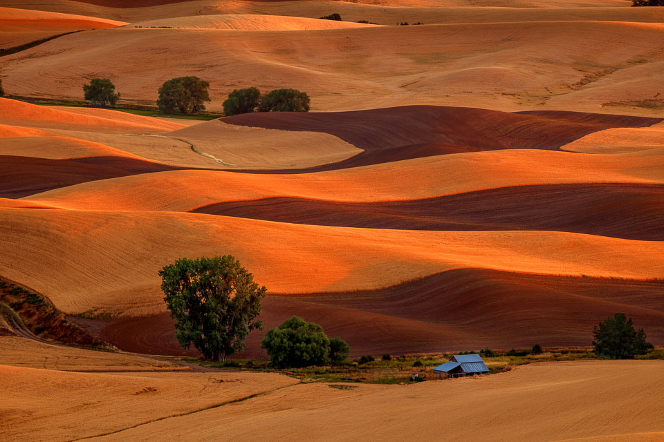 The Palouse at sunset. Wheat fields in Eastern Washington.