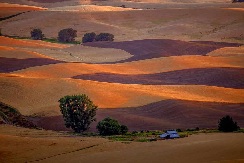 The Palouse at sunset. Wheat fields in Eastern Washington.