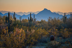 Arizona Desert